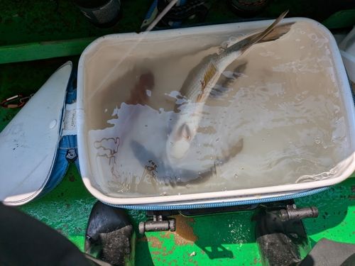 マアジの釣果