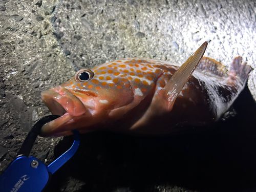 キジハタの釣果