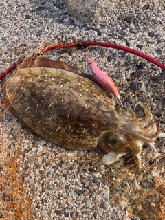 モンゴウイカの釣果