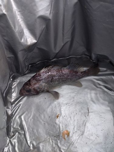クロソイの釣果