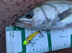 セイゴ（マルスズキ）の釣果