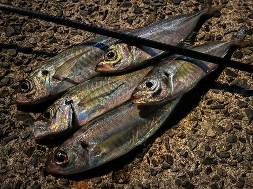 アジの釣果
