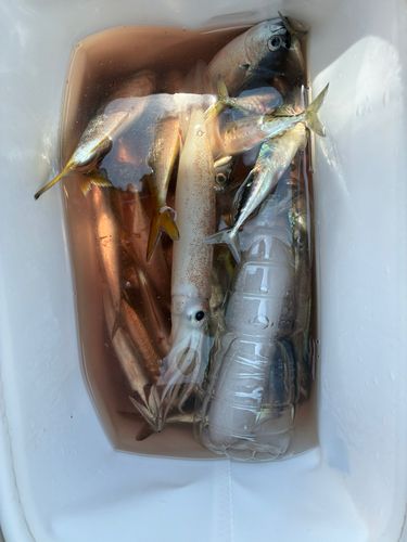 イカの釣果