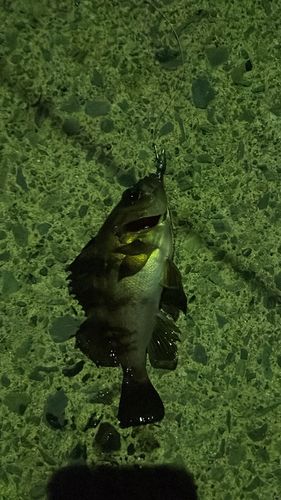 クロメバルの釣果