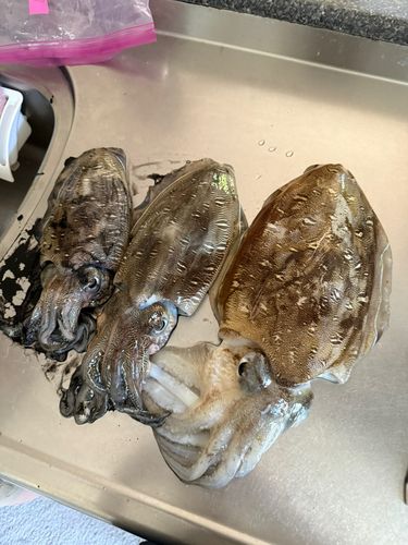 モンゴウイカの釣果
