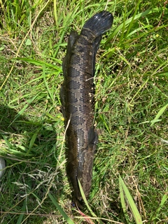 ライギョの釣果