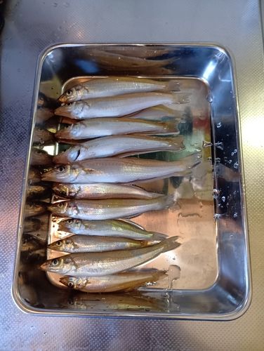 キスの釣果