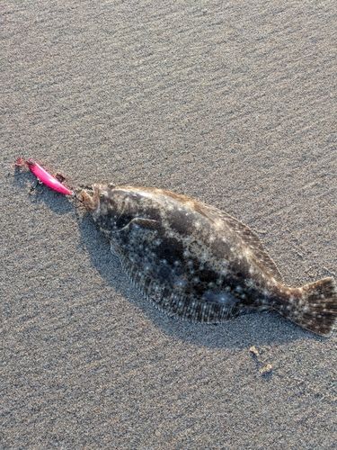 ソゲの釣果