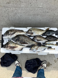 チヌの釣果