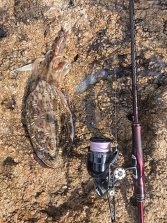 モンゴウイカの釣果