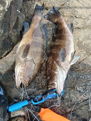 オオモンハタの釣果