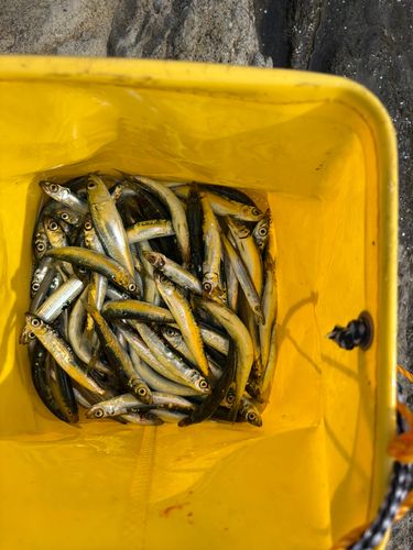 ウルメイワシの釣果