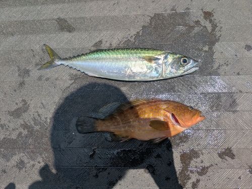キジハタの釣果
