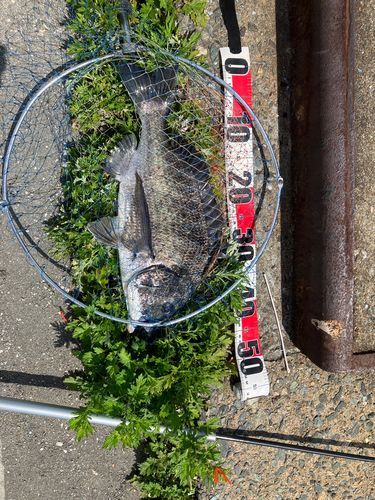 チヌの釣果