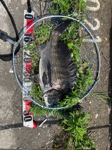 チヌの釣果