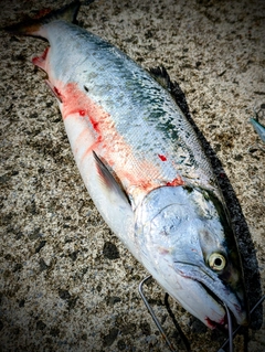 サクラマスの釣果