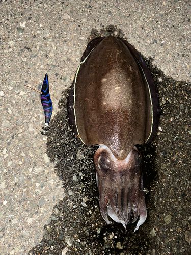 モンゴウイカの釣果