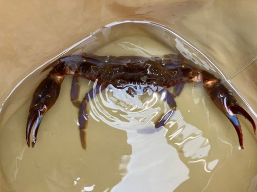 ガザミの釣果