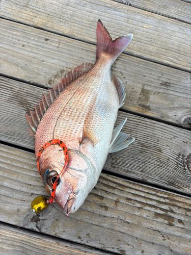 マダイの釣果
