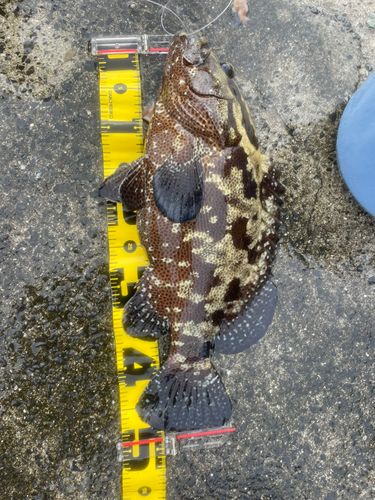 ヒトミハタの釣果