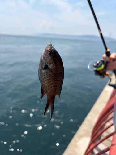 スズメダイの釣果
