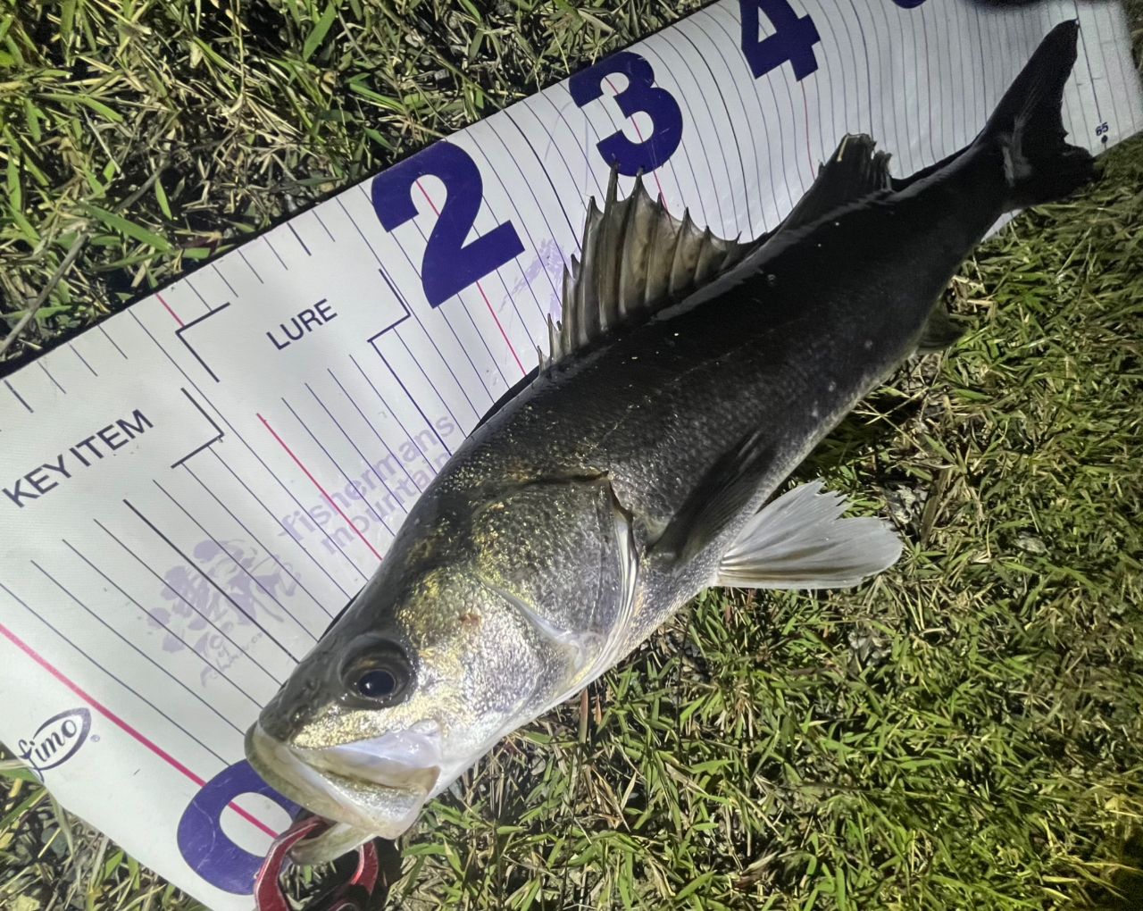 DAIWA 19ラテオ R 96Mの最安値・インプレ・釣果 | 本音の口コミが