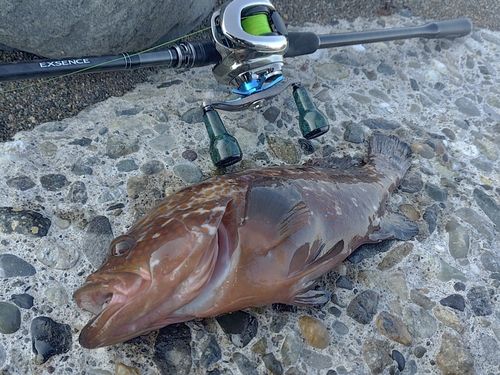キジハタの釣果