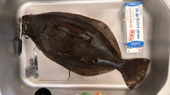ヒラメの釣果