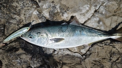 メジロの釣果