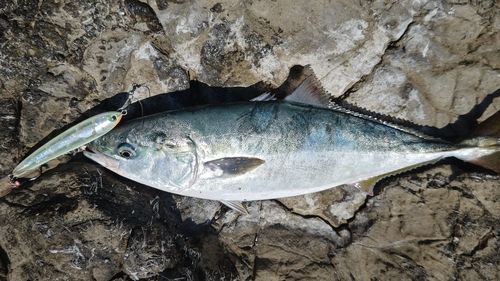 メジロの釣果