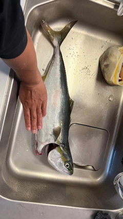 ワラサの釣果