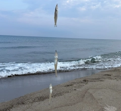 シロギスの釣果