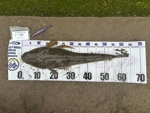 マゴチの釣果
