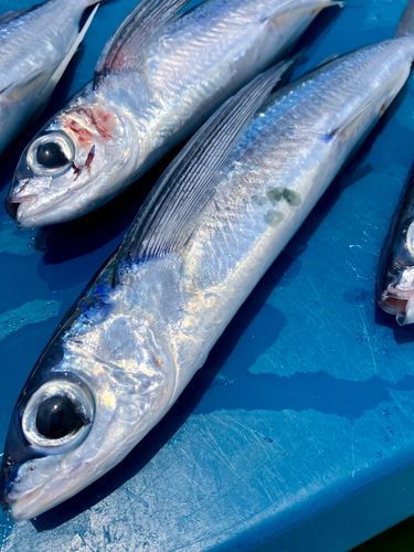 トビウオの釣果