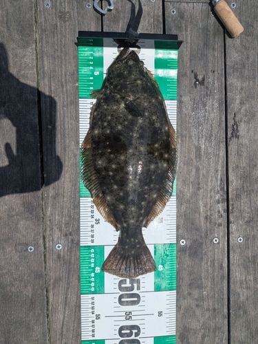 ヒラメの釣果