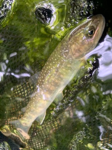 ニッコウイワナの釣果