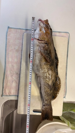アイナメの釣果