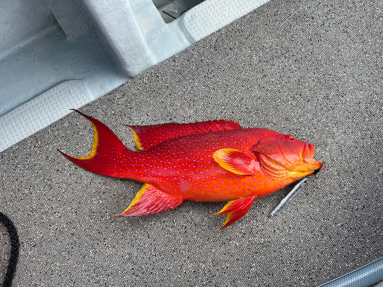 DAIWA UVF ソルティガ センサー 12 ブレイド EX +Si 4.0号/68.0lb/5色