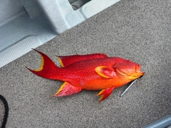 バラハタの釣果