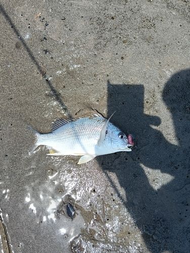 キビレの釣果