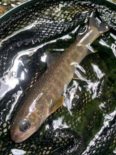 ニッコウイワナの釣果