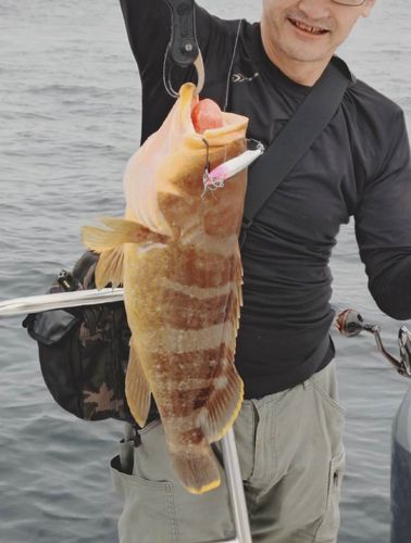 アオハタの釣果