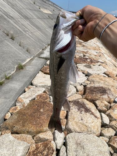 ハネ（マルスズキ）の釣果