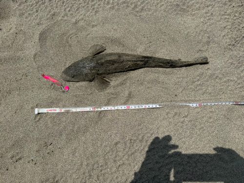 マゴチの釣果