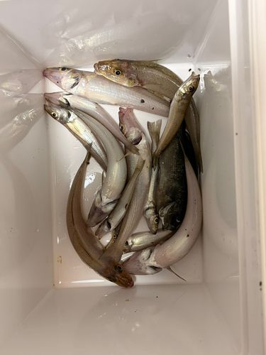 釣果