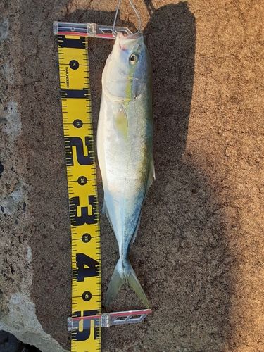 イナダの釣果
