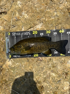 スモールマウスバスの釣果