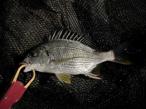 キビレの釣果