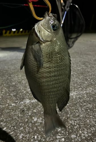 グレの釣果