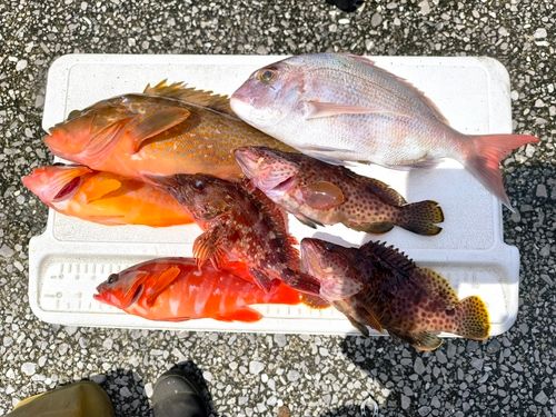 キジハタの釣果
